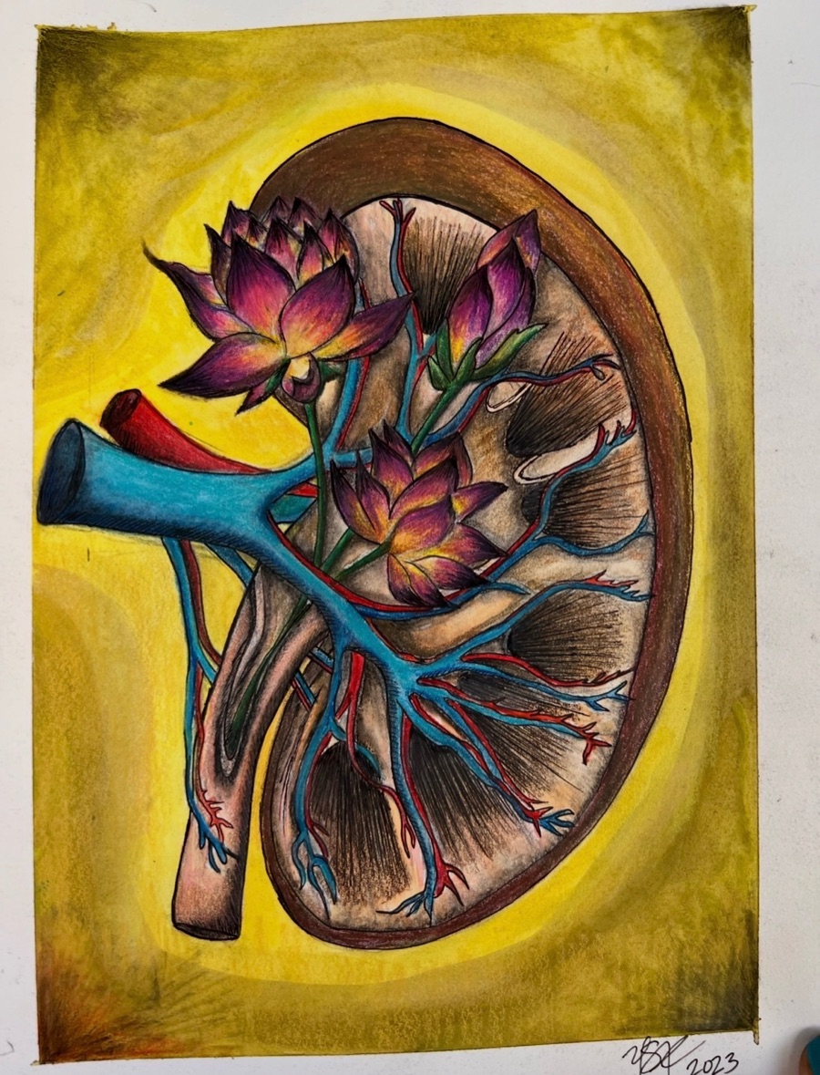 Colored anatomical kidney illustration with lotus flowers and branching blue vessels.