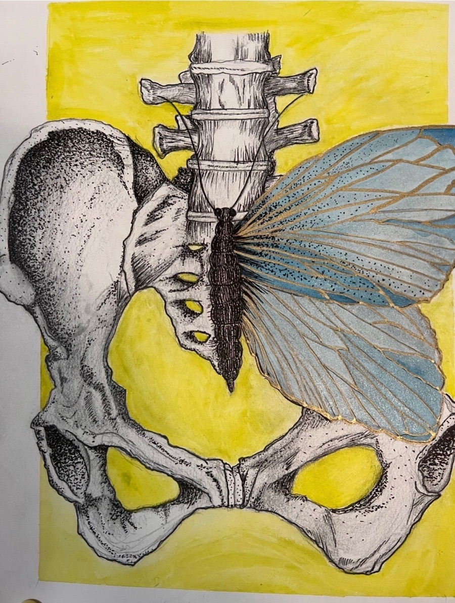 Illustration of a pelvis with a blue cicada wing and yellow background.